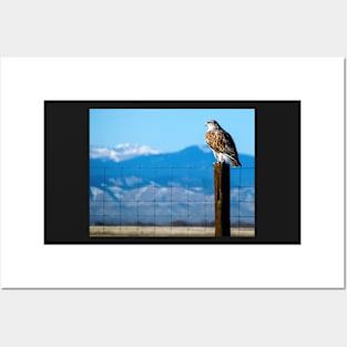 Ferruginous Hawk Posters and Art